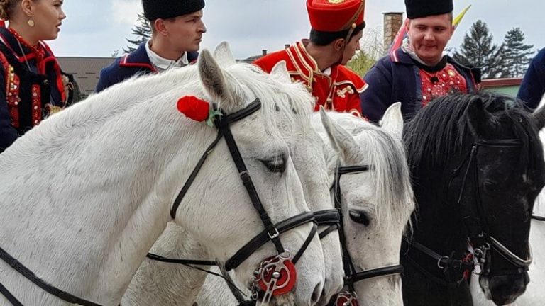 Pokladni jahači čuvaju tradiciju Babine Grede, kolijevke tradicijskog običaja pokladnog jahanja u Slavoniji