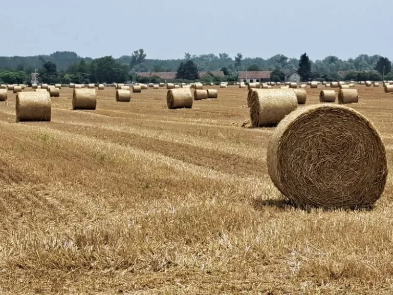 Niz razloga za pustu Slavoniju, krivi smo svi ali sada je kasno